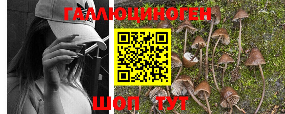Губкинский  Галлюциногенные грибы MAGIC MUSHROOMS  Псилоцибиновые грибы Psilocybe  Вход с VPN 